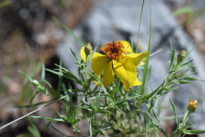 Rocky Mountain Zinnia is also called Great Plains Zinnia, Little Golden Zinnia, Plains Zinnia, Prairie Zinnia, Texas Zinnia, Wild Zinnia, Yellow Zinnia; (Spanish: Zinia). Zinnia grandiflora